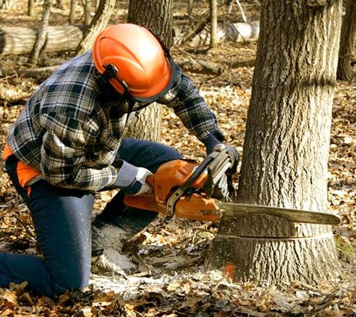 Tree Removal in Cherry Log, GA